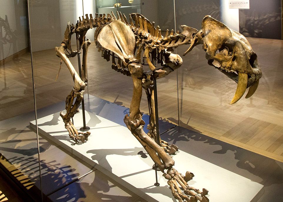 Le squelette d'un tigre à dents de sabre vieux de 12 000 ans est l'une des pièces les plus impressionnantes envoyées par le Natural History Museum de Londres. Cette espèce disparue se caractérisait par de longues canines.