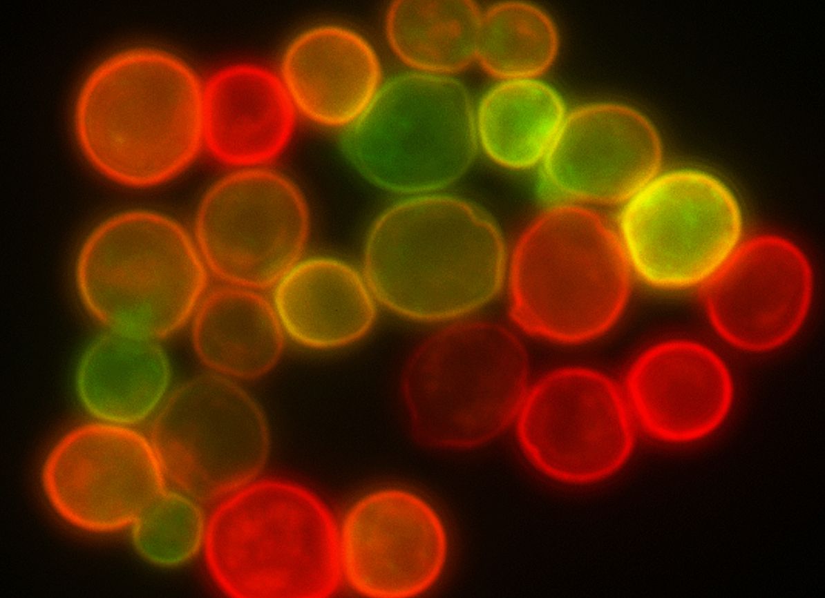 <p>Certains hybrides de levure à vin parviennent à recouvrer leur fertilité en doublant leur nombre de chromosomes.</p>