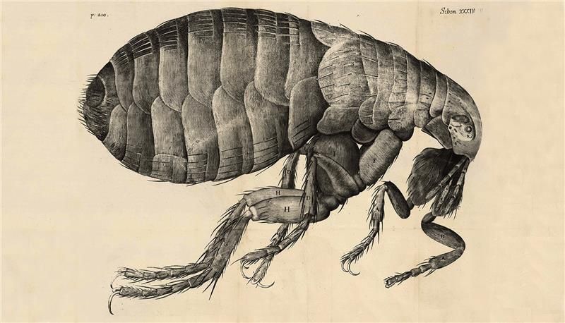 Ce dessin très détaillé de l'anatomie d'une puce est paru en 1667 dans l'ouvrage Micrographia du scientifique anglais Robert Hooke. Grâce aux progrès dans le domaine de l'optique, Hooke a pu produire le premier ouvrage anglais qui présentait des illustrations d'observations faites à l'aide d'un microscope.