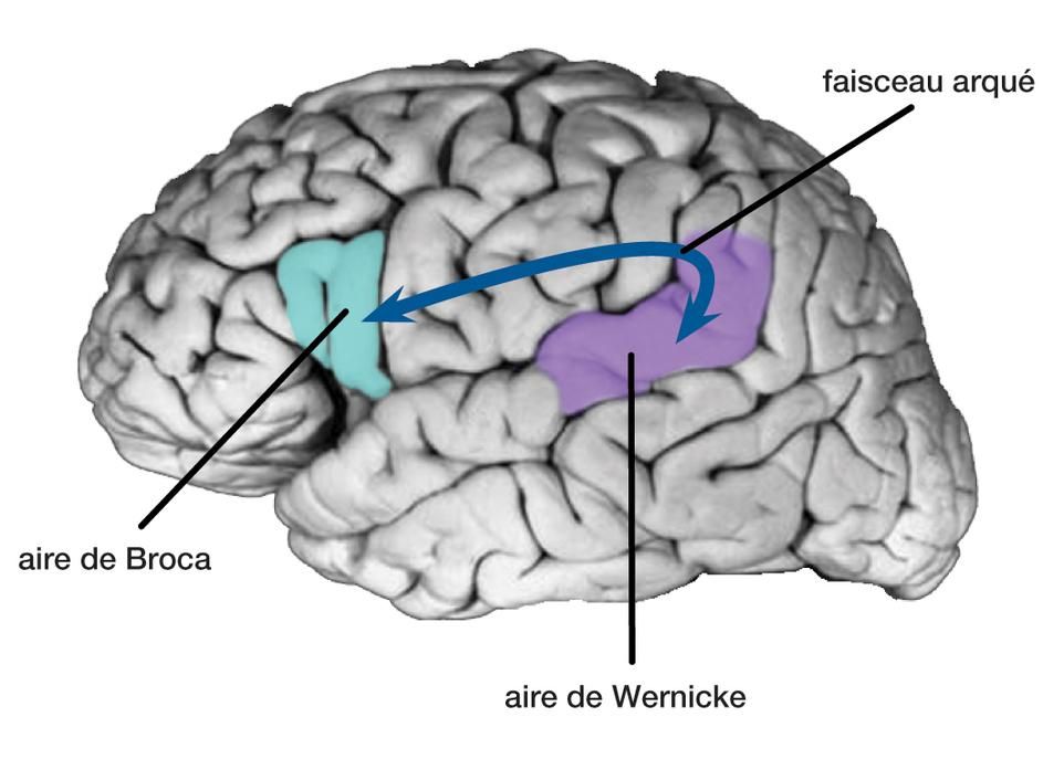 <p>Selon le modèle classique, l'aire de Broca contrôle la production du langage, l'aire de Wernicke assure la compréhension du langage et les deux aires communiquent par un réseau de neurones appelé faisceau arqué. Les recherches menées au cours du dernier quart de siècle ont montré que le contrôle du langage est distribué dans presque tout le cerveau.</p>