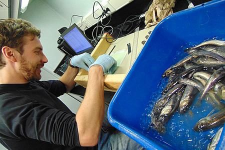 L'équipe de Louis Fortier et de Caroline Bouchard étudie les populations de morue arctique et les communautés d'invertébrés afin de mieux comprendre l'écosystème où a été découverte l'épave du HMS Erebus.