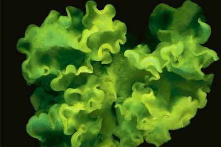 Ce spécimen de Verdigellas, appartenant à la classe des Palmophyllales, a des allures d'algue verte commune. En réalité, il s'agit de millions d'organismes unicellulaires, sans contact direct entre eux, réunis dans une matrice gélatineuse. Cette algue vit sur les fonds marins de l'océan Atlantique à des profondeurs pouvant atteindre 200 mètres.
