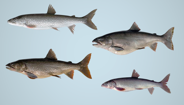 <p>Quatre écotypes de touladi retrouvés dans les Grands Lacs: de haut en bas, le svelte (Lean), le dodu (Siscowet), à nageoires rouges (Redfin) et le bossu (Humper).</p>
