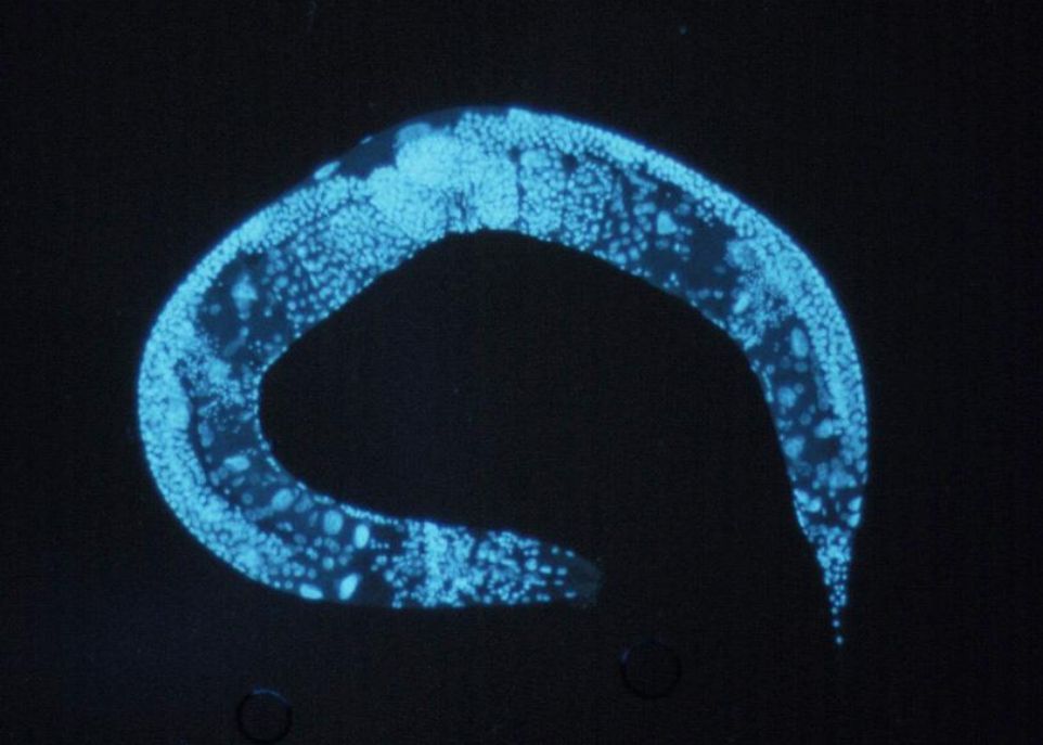 C. elegans est un ver transparent de 1 mm de longueur. La plupart des individus possèdent les deux sexes et peuvent s'autoféconder. Chez un même spécimen, on peut donc voir les gamètes, les œufs fécondés et les embryons à différents stades de développement, comme sur une chaîne de montage.