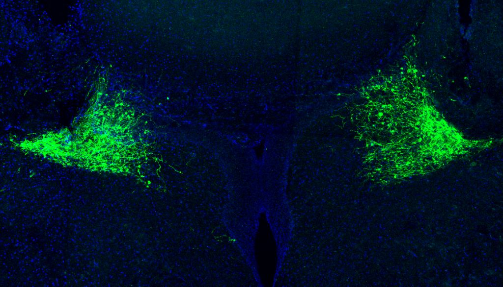 <p>Les cellules marquées en vert sont les neurones qui produisent la noradrénaline dans le locus coeruleus de chaque hémisphère du cerveau d'une souris.</p>