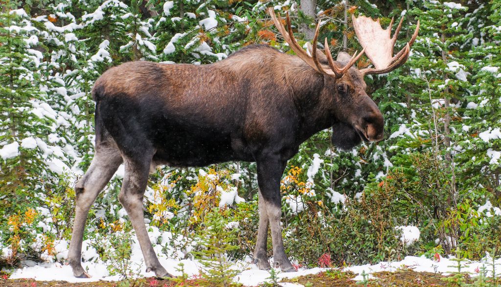 <p>Un orignal peut consommer jusqu'à 10 000 kg de végétation par année, mais il lève le nez sur l'épinette blanche, ce qui en fait un redoutable débroussailleur dans les plantations.</p>