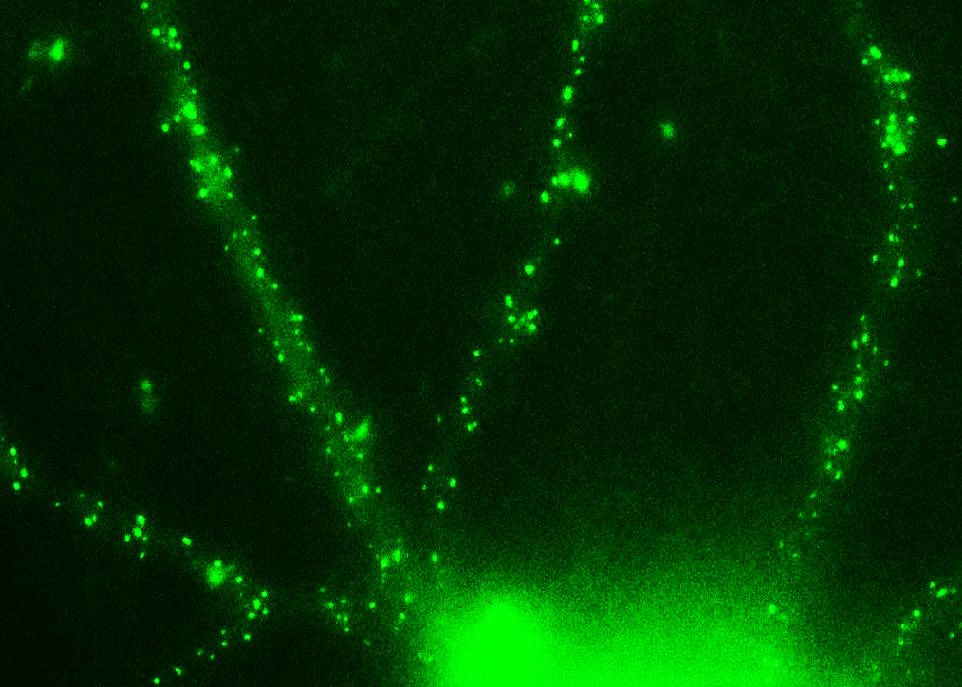 Cette image montre l'affinité de la protéine FingR pour certaines protéines localisées dans les synapses des dendrites d'un neurone. La couleur verte est produite par une protéine fluorescente, la GFP, attachée à FingR.