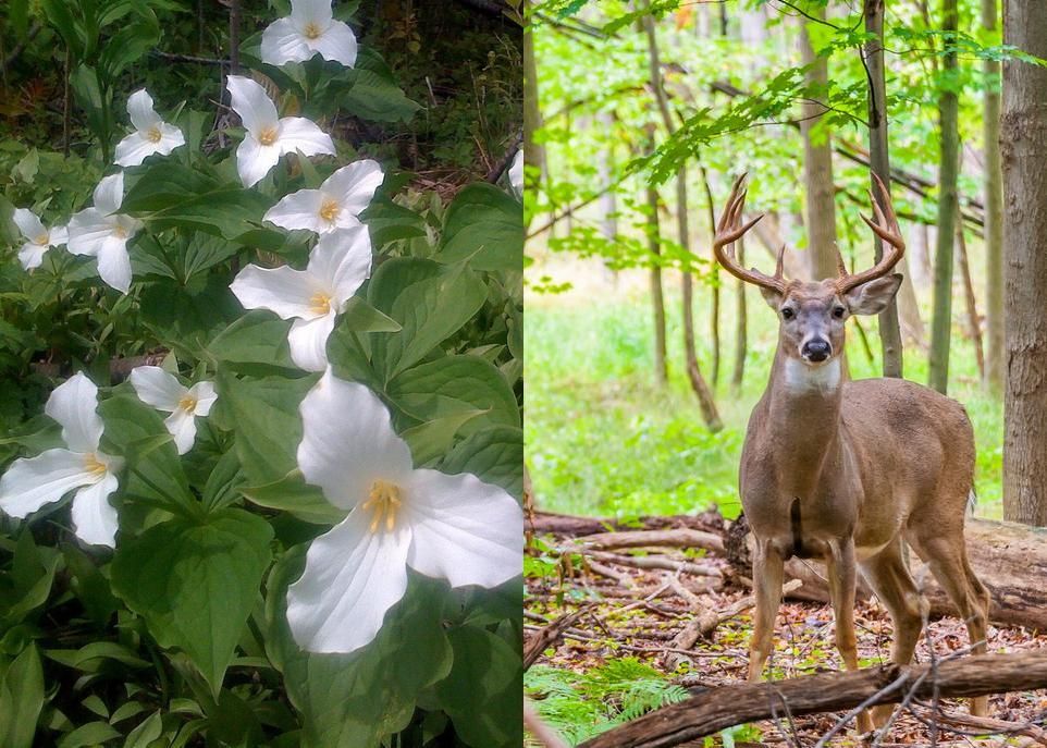 <p>Au Québec, les trilles blancs se font plus rares et plus petits dans les régions où le cerf de Virginie est abondant. </p>