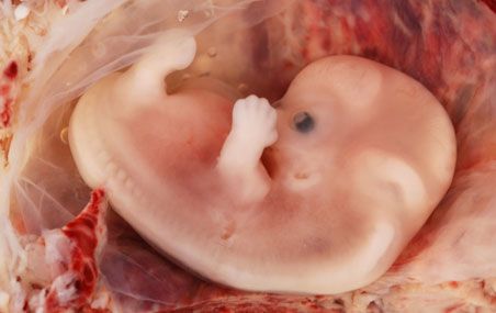 La consommation d'aliments contaminés au mercure par les femmes enceintes peut perturber le développement du système nerveux de l'embryon et, à long terme, le comportement de l'enfant.