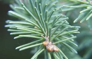 Le génome de l'épinette comprend environ 30 000 gènes, dont 25 000 sont présentement séquencés. Les chercheurs estiment qu'entre 5 et 10 gènes majeurs interviennent dans la densité du bois et qu'il y en a entre 20 et 30 déterminants qui seraient déterminants pour sa croissance.