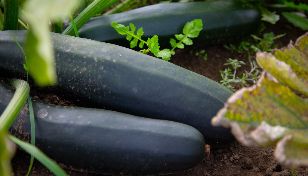 <p>Force est de constater que la terre est particulièrement fertile dans la région de la Côte-de-Beaupré. Ce qui est récolté dans le jardin est transformé en marmelade, ketchup aux fruits et autres délices dans les cuisines de la Grande Ferme.</p>