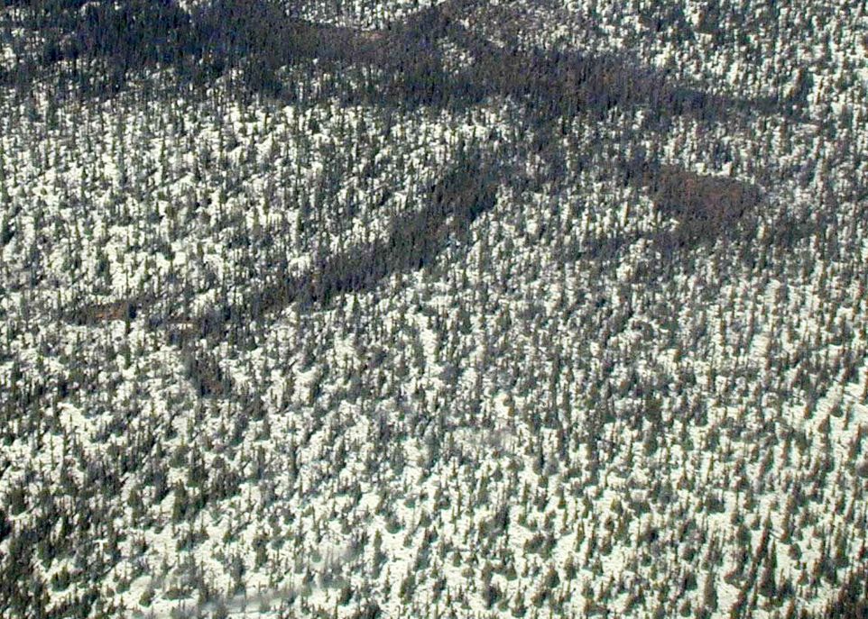 Le tapis de lichens de la forêt boréale ouverte réfléchit une grande partie de la lumière solaire, de sorte que le sol se réchauffe peu pendant la journée. Du haut des airs, ce tapis a parfois l'apparence d'un couvert neigeux.