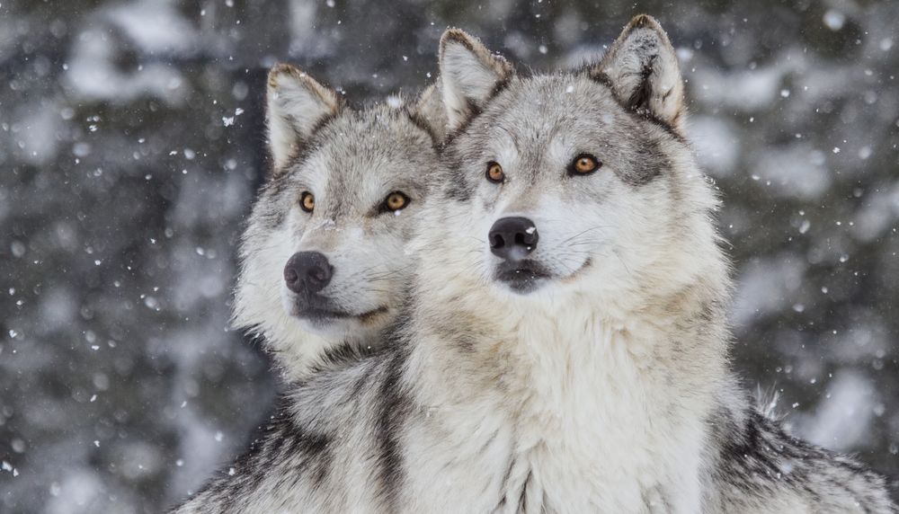 Plus de 80% des meutes de loups suivent les caribous du troupeau Rivière-aux-Feuilles pendant une partie ou la totalité de leurs migrations.