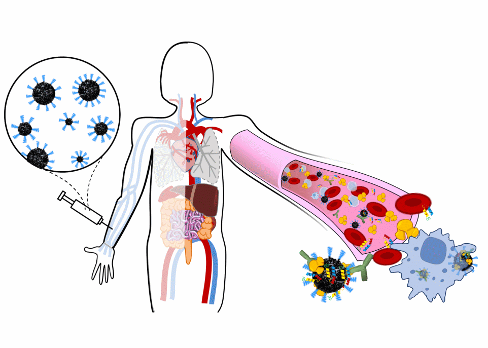 <p>Une fois dans la circulation sanguine, les nanoparticules contenant un médicament partent à la recherche de leur cible. Leur efficacité est entravée par les réactions du corps, qui les considère comme des organismes pathogènes, et par des protéines du sang, qui se lient à leur surface.</p>