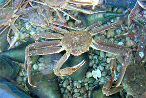 Le peptide antimicrobien trouvé dans le crabe des neiges lui servirait de mécanisme de défense contre les bactéries croisées dans son habitat. Il pourrait aussi prévenir la multiplication de certains pathogènes alimentaires