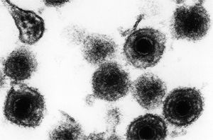 Un seul des deux variants de l'herpèsvirus humain 6 a développé un mécanisme pour enrayer le système de défense des cellules humaines qui s'articule autour de l'interféron de type 1.