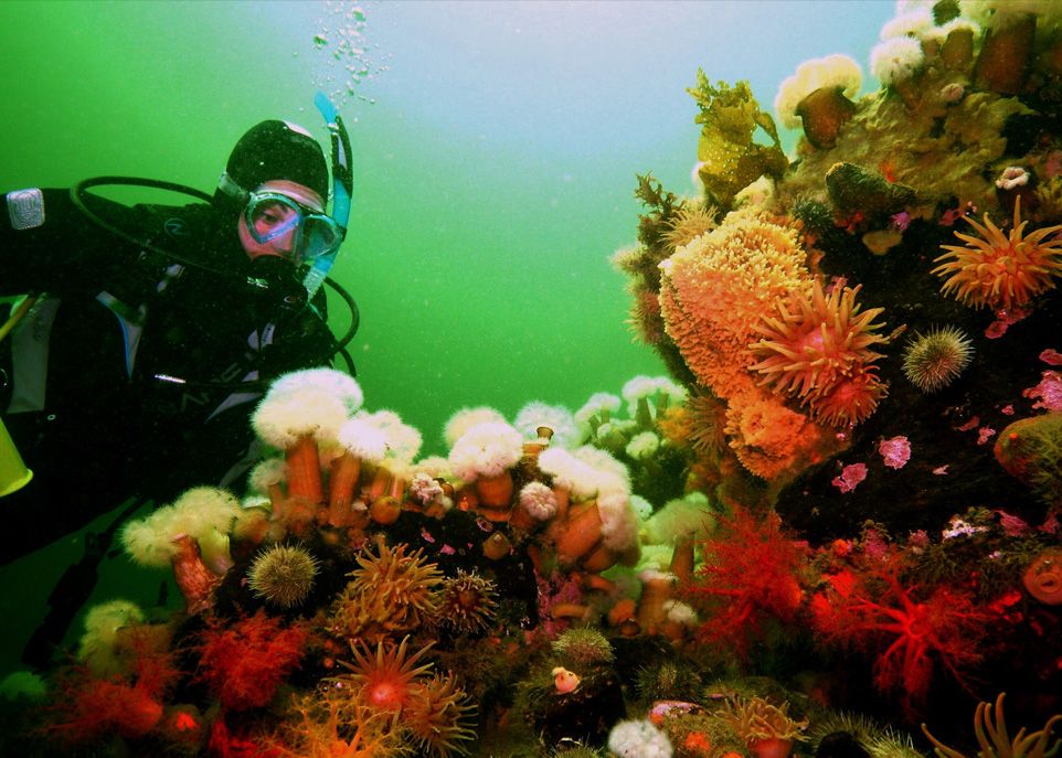 <p>Une plongeuse examine la faune sous-marine des Escoumins, en particulier des anémones plumeuses. </p>