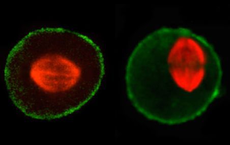 À gauche, le fuseau de microtubules (en rouge), sur lequel se déplacent les chromosomes, se positionne au centre de la cellule au moment de la division cellulaire. À droite, dans une cellule qui n'exprime pas les protéines chaperons BAG3 ou HSPB8, le fuseau ne parvient pas à se centrer, comme s'il était mal amarré. Ce défaut peut conduire à une mauvaise ségrégation du matériel génétique et à la mort des cellules filles issues de cette division aberrante.