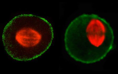 <p>À gauche, le fuseau de microtubules (en rouge), sur lequel se déplacent les chromosomes, se positionne au centre de la cellule au moment de la division cellulaire. À droite, dans une cellule qui n'exprime pas les protéines chaperons BAG3 ou HSPB8, le fuseau ne parvient pas à se centrer, comme s'il était mal amarré. Ce défaut peut conduire à une mauvaise ségrégation du matériel génétique et à la mort des cellules filles issues de cette division aberrante.</p>