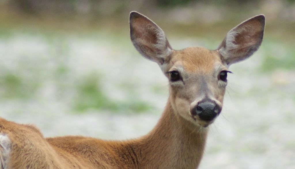<p>Introduit sur l’île à la fin du 19<sup>e</sup> siècle, le cerf qui habite Anticosti est de taille naine, mais il a gardé la capacité d’atteindre une taille normale si son alimentation n’est pas limitée. </p>