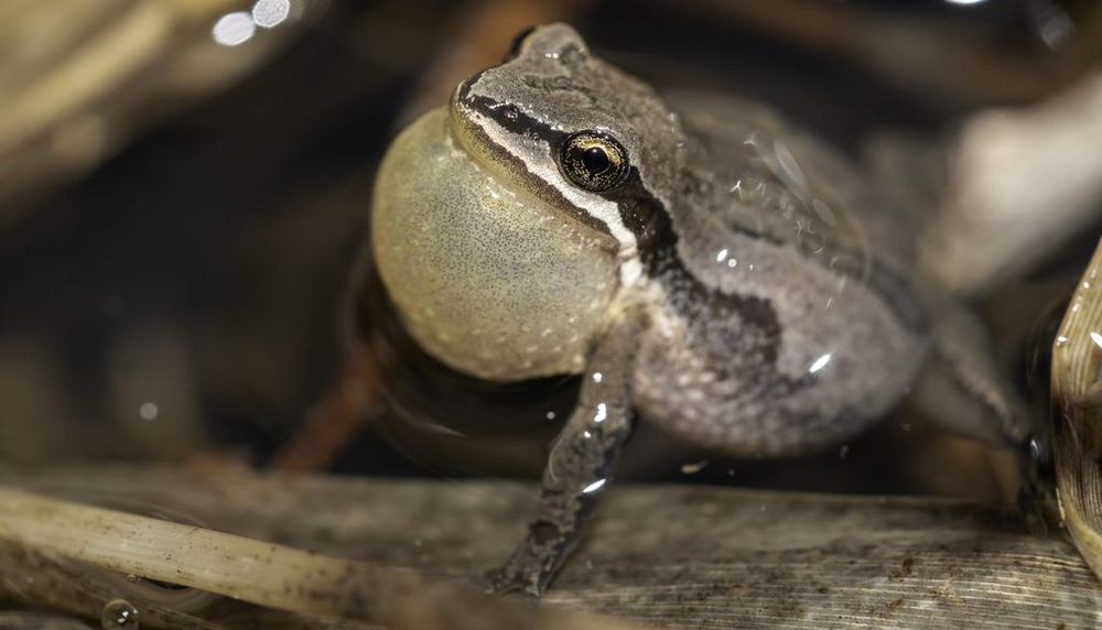 La rainette faux-grillon boréale, la plus petite et la plus menacée des grenouilles du Québec, est au coeur du mémoire de maîtrise d’Aurore Fayard.
