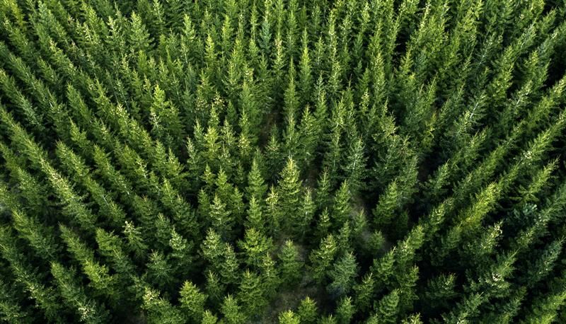 <p>L'idée de transformer des terres agricoles abandonnées en plantations est l'une des stratégies envisagées pour arriver à planter 2 milliards d'arbres d'ici 2030 au Canada.</p>