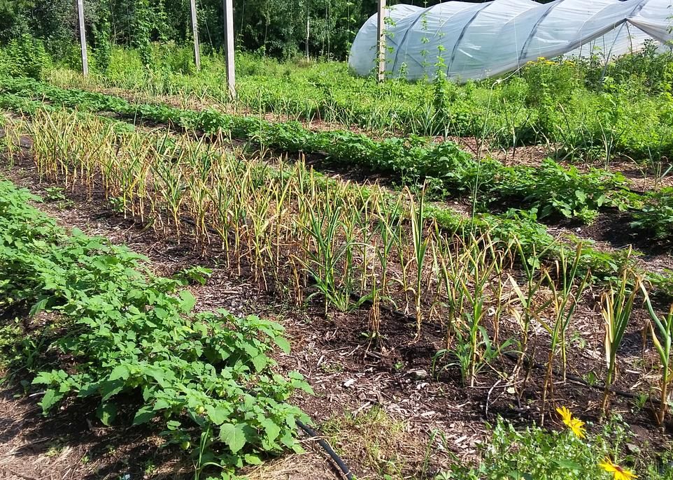VIA-AGRO-ECOLOGIE-credit-meggie-canuel-caron