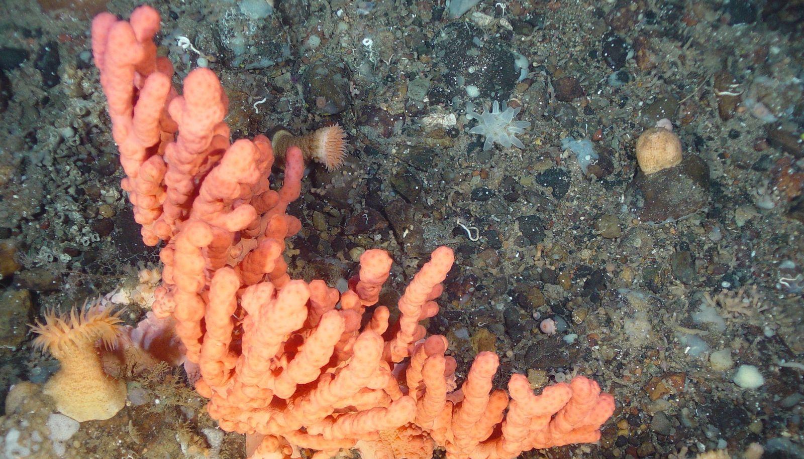 <p>Non seulement des coraux habitent les eaux froides du Saint-Laurent, mais l’espèce qui détient le titre du plus gros invertébré marin de la planète est présente à l&#39;entrée du golfe.</p>