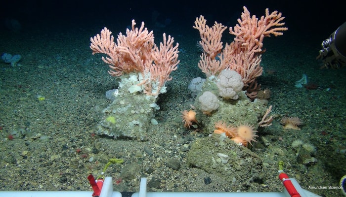 <p>Cette photo, prise par le sous-marin téléguidé du NGCC <i>Amundsen</i>, montre des coraux profonds vivant en eau froide, en mer du Labrador.</p>