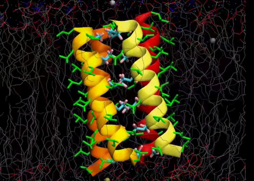 Le composé préparé par les chercheurs contient 21 acides aminés, dont 6 sont fluorés. Lorsqu'ils sont placés dans une membrane cellulaire, ces composés s'assemblent par groupe de quatre, formant quatre hélices au centre desquelles les ions peuvent circuler.