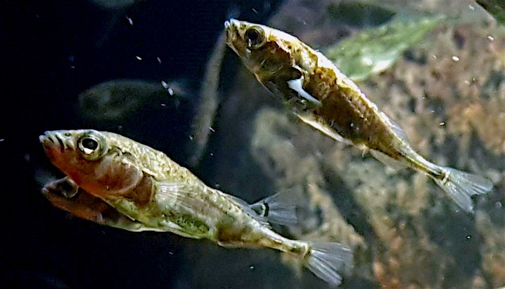 <p>Les épinoches à trois épines infectées par le ver S. solidus adoptent des comportements téméraires qui augmentent leur risque de mortalité, mais qui favorisent la reproduction de ce parasite.</p>