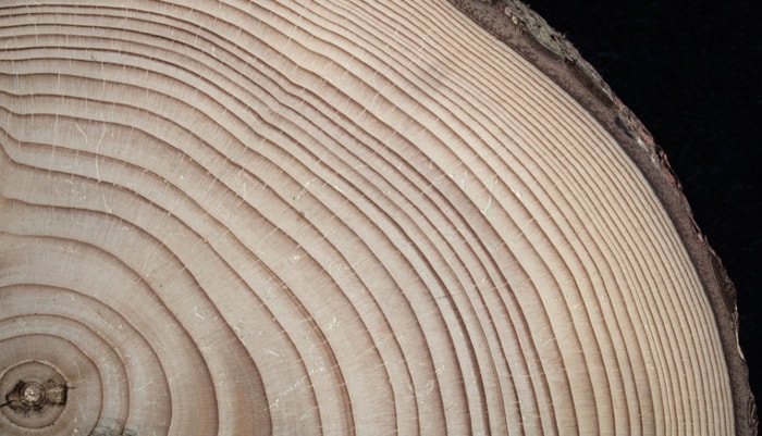 <p>Les chercheurs estiment la résistance à la sécheresse des arbres en mesurant les variations de croissance révélées par leurs cernes annuels.</p>