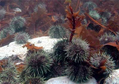 <p>Des oursins verts surpris en plein festin dans un champ d'algues brunes </p>