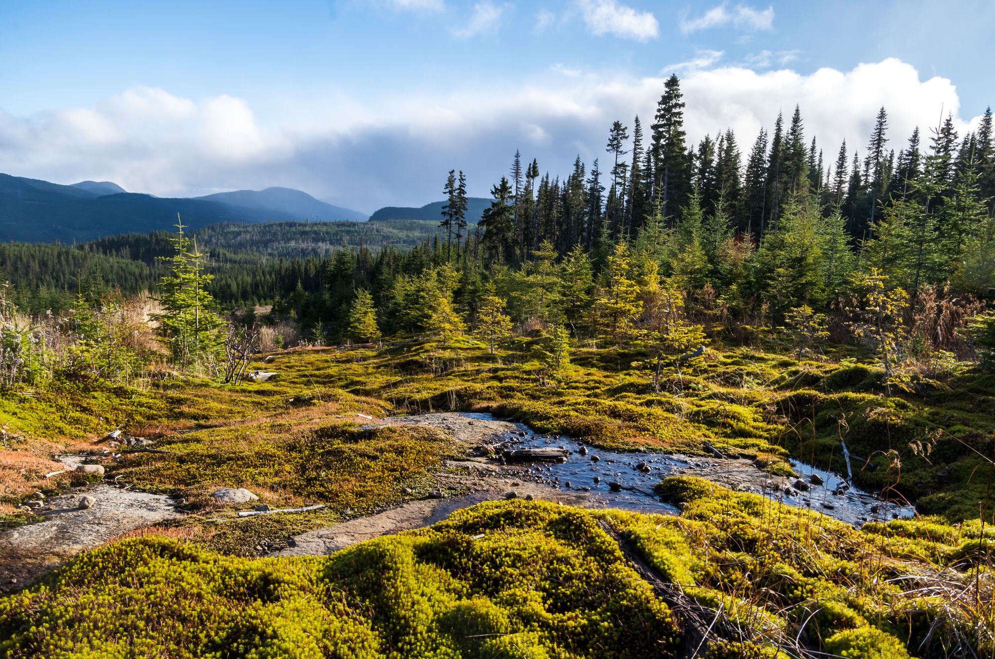 <p>L'entente permet notamment de poursuivre la plantation d’arbres à la Forêt Montmorency, la plus grande forêt d’enseignement et de recherche universitaire.</p>