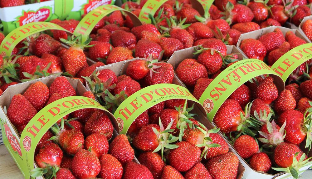 <p>La fraise de l'île a commencé à être produite dans les années 1870.</p>