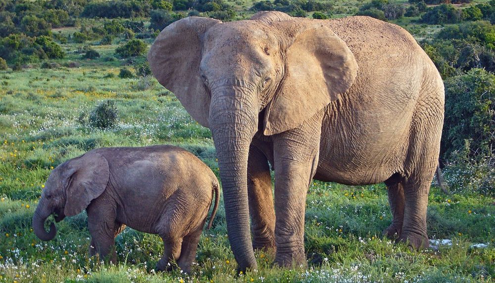 Chez l'éléphant d'Afrique, les femelles sont moins souvent impliquées que les mâles dans des conflits d'usage avec les humains. La présence de petits les incite à être plus prudentes.