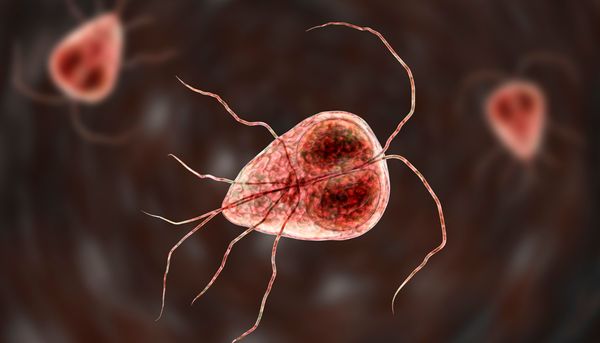 Les protozoaires du genre <i>Giardia</i> sont responsables de la giardiose, l'infection parasitaire la plus courante chez l'humain en Amérique du Nord. Les deux noyaux de cet organisme unicellulaire contribuent à lui donner l'apparence d'un visage.