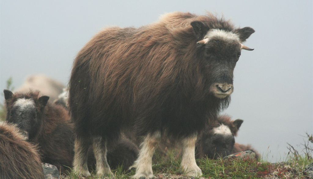 <p>Le bœuf musqué est un grand herbivore de l'Arctique. Malgré son nom, il appartient à la sous-famille des Caprinés, où l'on retrouve notamment la chèvre et le mouflon.</p>