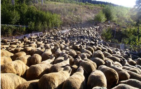 <p>Il faut une bonne expertise des moutons pour guider un troupeau de plusieurs centaines de têtes dans de vastes aires coupées. Dans cette étude, la personne responsable de ce travail était un berger australien établi en Colombie-Britannique.</p>