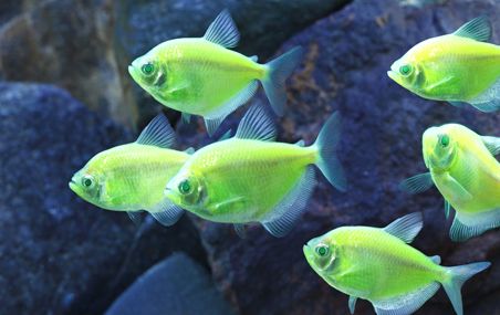 <p>Ces tétras noirs sont modifiés génétiquement par l'ajout d'un gène de fluorescence. Prisés par les aquariophiles, ils suscitent toutefois le malaise chez certains éthiciens. </p>