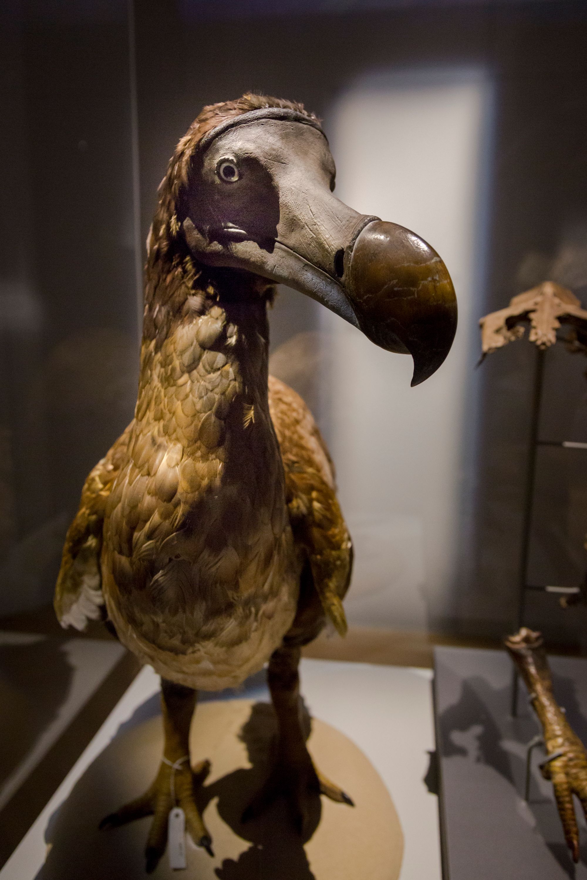 dodo-cr-marie-josee-marcotte-Icone