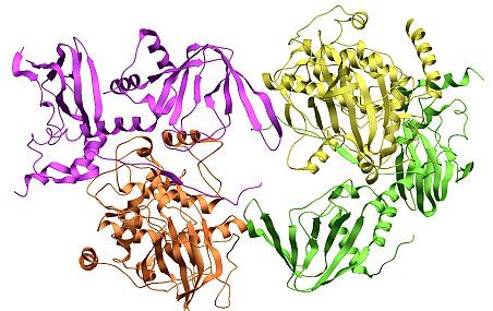 <p>La protéine kinase A est un pivot de la régulation cellulaire. Elle intervient notamment dans le métabolisme du glycogène, du glucose et des lipides, la croissance et la différenciation cellulaires, la réponse au stress et le vieillissement.</p>