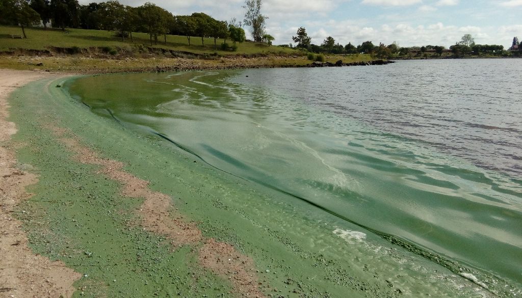 <p>Les floraisons de cyanobactéries limitent les usages des plans d'eau et peuvent causer des problèmes de santé.</p>