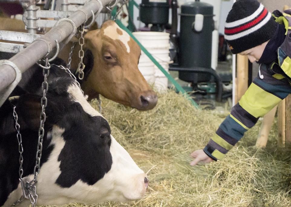 Dans le kiosque des bovins laitiers, en 2018. Ces animaux sont très populaires auprès des visiteurs. Chaque jour à 16h, il sera possible d'assister à la traite des vaches.