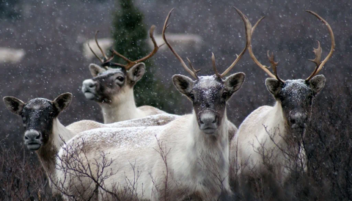 Le génome du caribou migrateur du Québec est, dans son ensemble, très similaire à celui des rennes domestiques. Sur la photo, quelques caribous du troupeau de la rivière aux Feuilles, dans le nord du Québec.
