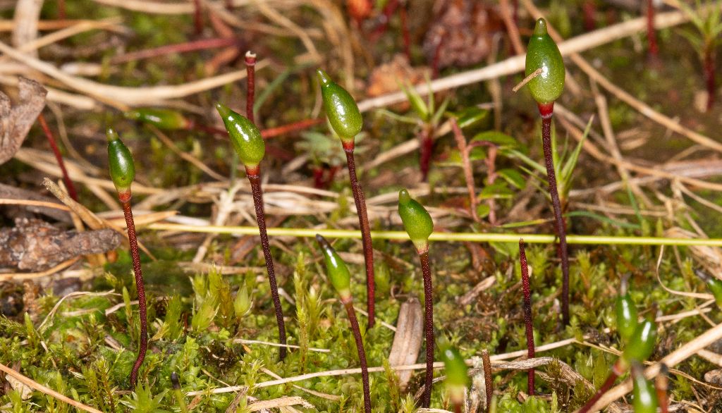 Lorsqu'il se reproduit, le gnome discret érige une soie pouvant mesurer jusqu'à 1 cm au bout de laquelle se trouve une structure contenant les spores. À l'extrémité de cette structure se trouve un opercule tourné vers le ciel, comme une corne de rhinocéros.