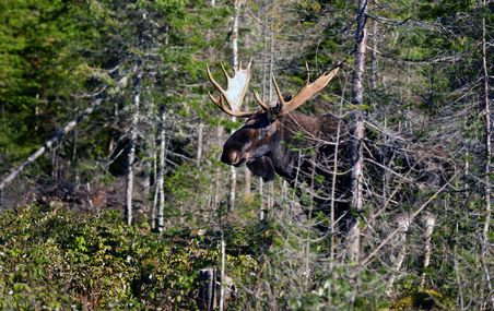 <p>On retrouve, à la Forêt Montmorency, un territoire particulièrement giboyeux qui abrite de cinq à huit orignaux aux 10 km2.</p>