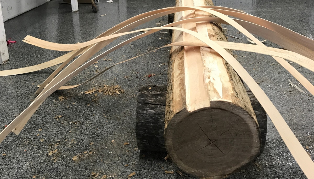 <p>Une fois coupé, le frêne noir est battu avec le dos d'une hache pour séparer les anneaux de croissance annuels. Les lanières qu'on en tire sont à la fois malléables et résistantes, ce qui en fait un matériau de choix pour le tressage de paniers.</p>