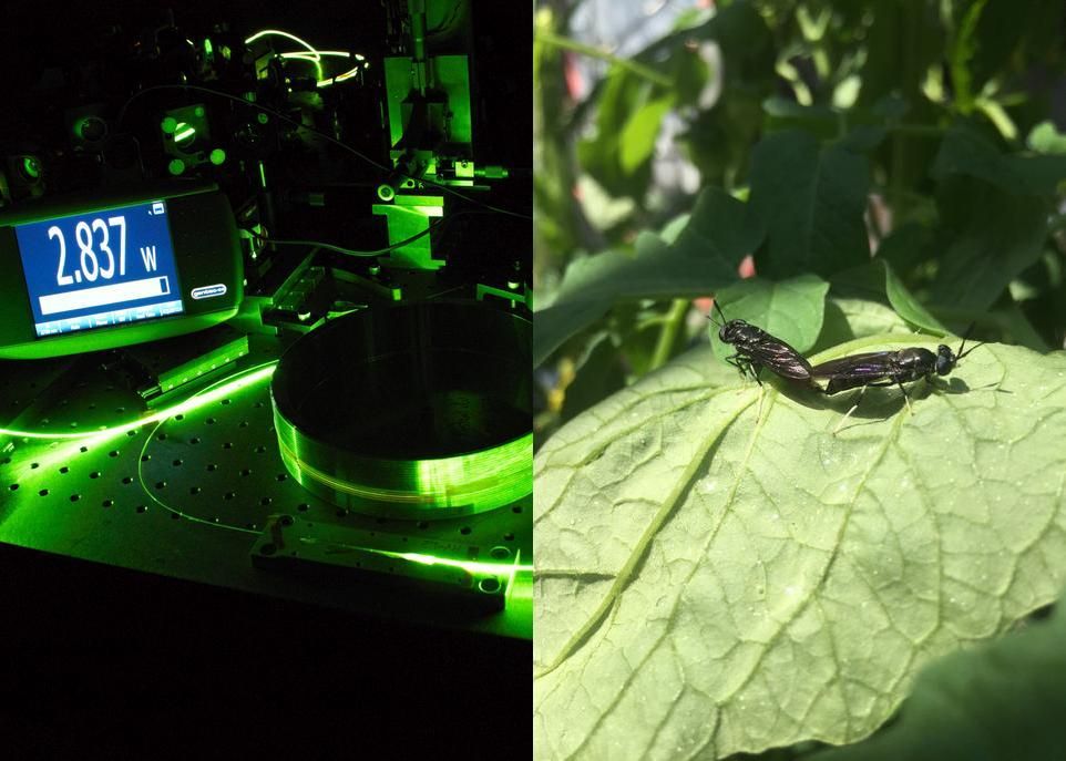 Les lasers révolutionnaires de Femtum peuvent générer des impulsions ultrabrèves et intenses, dont la durée avoisine le millionième de milliardième de seconde. Photo: Simon Duval.La larve de la mouche soldat noire a de grandes capacités de transformation des résidus organiques. Photo: Justine Richard-Giroux