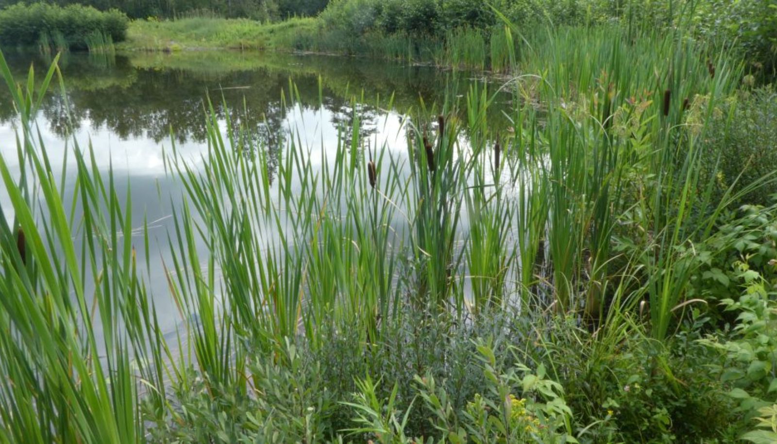 La végétation qui se trouve dans la partie aquatique des bassins de rétention autoroutier est très similaire à celle des milieux humides naturels, a démontré l'équipe de recherche.